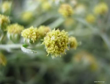 Μείωση της περιμέτρου της μέσης σε μια βραδιά - Αυτό είναι το ποτό που αδυνατίζει